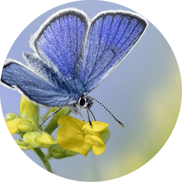 reve ailes - soin hollistique